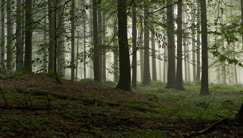 Wald nähe Bürgisweier - Foto Willy Jost