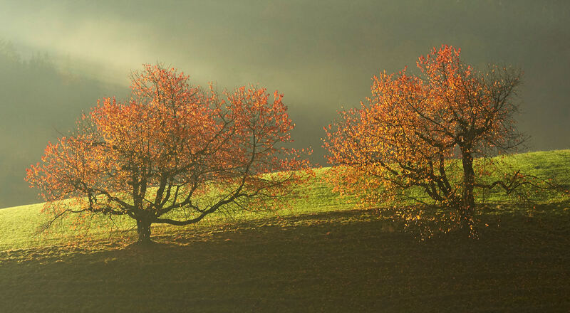Kirschbäume - Bild Willy Jost