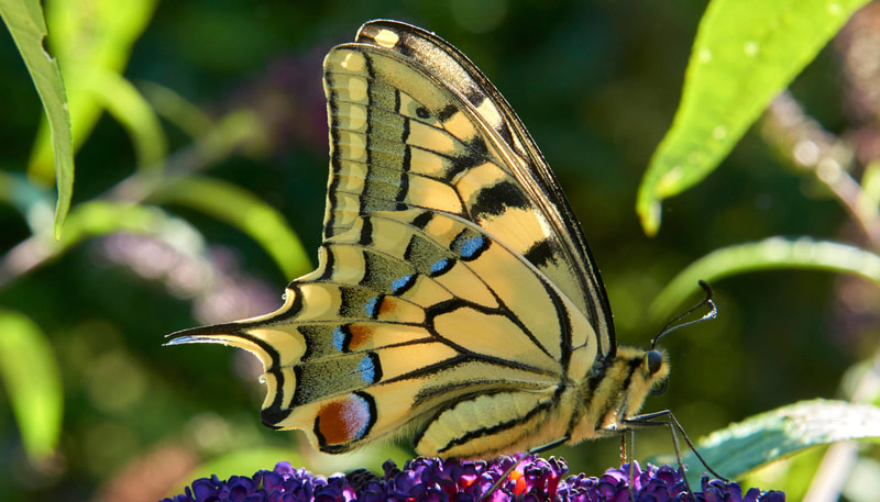 Schwalbenschwanz (Papilio machaon), Foto Willy Jost